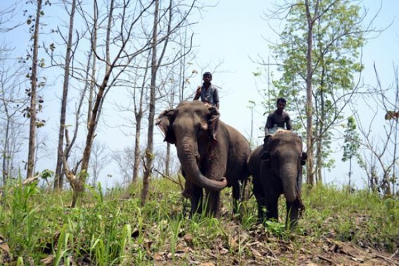Tripura Forest Department plans to start elephant reserves Tripura Forest Department plans to start elephant reserves